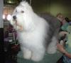 /images/events/10/2008 Raleigh Dog Show 006-thumb.jpg